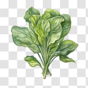 Spinach - Fresh Spinach Bunch In Watercolor Transparent PNG