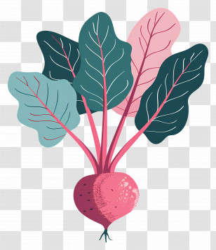 Beetroot - Vibrant Beetroot Illustration Design Transparent PNG