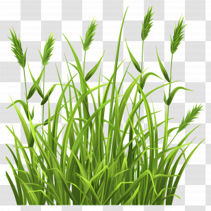 Grass - Lush Green Grass Illustration Transparent PNG