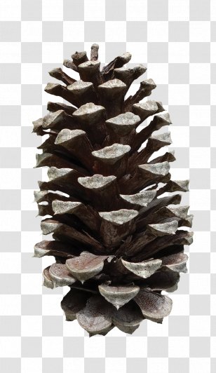 conifer cone ponderosa pine image file formats conifers fibonacci number pineconehd transparent png pnghut