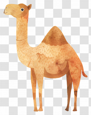 Camel - Desert Camel Illustration Transparent PNG