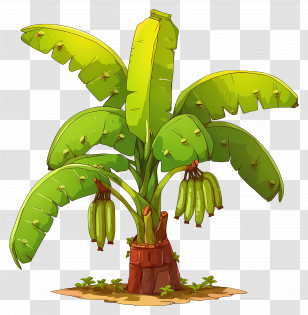 Banana Tree - Tropical Banana Tree With Fruits Transparent PNG