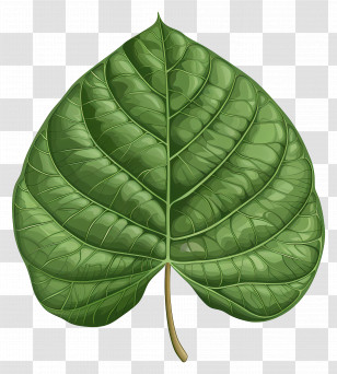 Bodhi Tree Leaf - Green Leaf Illustration With Detailed Texture Transparent PNG
