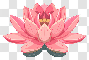 Lotus Flower - Beautiful Blooming Pink Lotus Transparent PNG
