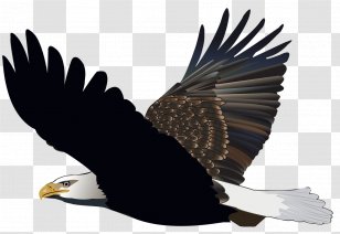The Bald Eagle Bird White-tailed United States - Vulture Transparent PNG