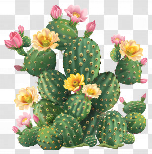 Cactus Plant - Flowering Cactus With Vibrant Yellow And Pink Blooms Transparent PNG