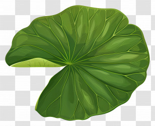 Water Lily Leaf - Large Green Lily Pad Illustration Transparent PNG