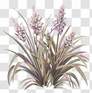 Variegated Liriope - Botanical Illustration Of Lavender Plant With Soft Purple Flowers Transparent PNG