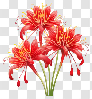 Flowers - Red Spider Lily Flowers With Elegant Petals Transparent PNG