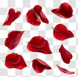 Flower Petals - Red Rose Petals Collection Transparent PNG