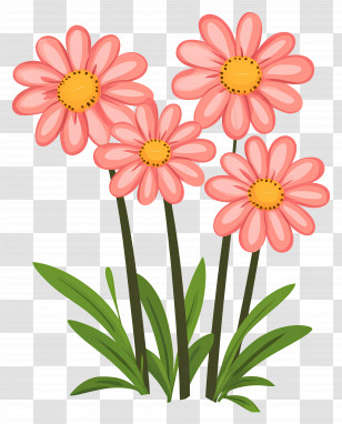 Pink Daisy Flowers - Cartoon Pink Daisies For Decoration Transparent PNG