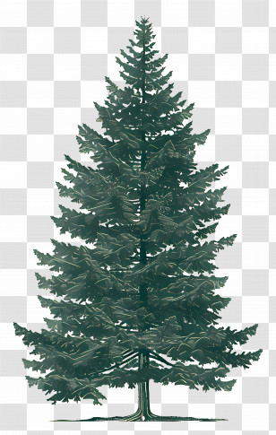 Fir Tree - Evergreen Pine Tree Illustration Transparent PNG