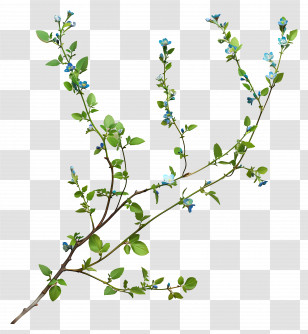 Blue Flowers - Floral Branch With Blue Blossoms Illustration Transparent PNG