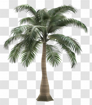 Palmeira Tree - Tropical Palm Tree With Branches Transparent PNG