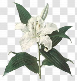 White Lily - White Lily Flower With Green Foliage Transparent PNG