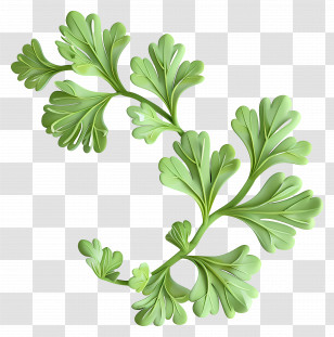 Coriander Leaves - Fresh Green Herb Leaves Transparent PNG