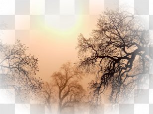 Desktop Wallpaper Landscape Environment Birthday - Mobile Phones - Mystic Gardens Transparent PNG