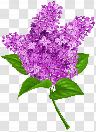 Lilac Clip Art - Flower - Transparent Image Transparent PNG