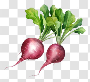 Cartoon - Fresh Radishes With Green Leaves Transparent PNG