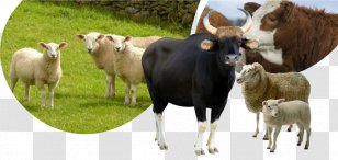 Cattle Sheep Horse Tame Animal Goat - Pasture Transparent PNG