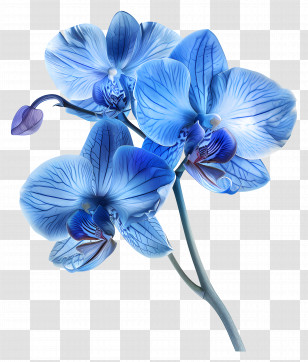 Orchid Flower - Blue Orchid Flower On A Stem Transparent PNG
