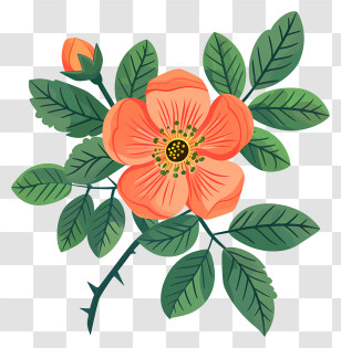 Blooming Rosehip Flower - Orange Flower And Green Leaves Art Transparent PNG