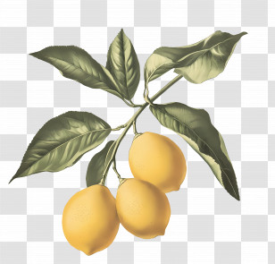Lemon Vintage - Yellow Lemons On A Branch Transparent PNG