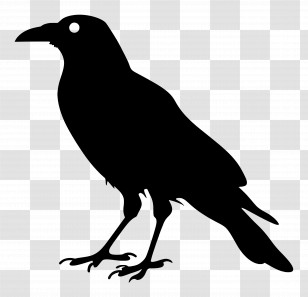 Crow Silhouette - Black Raven Silhouette Illustration Transparent PNG