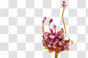Floral Design Transparent PNG