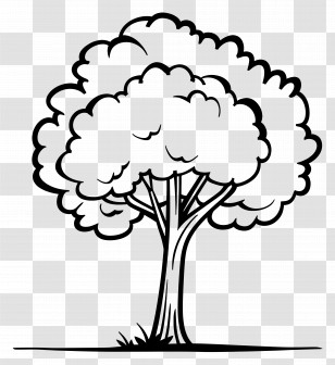 Tree - Cartoon Tree Line Drawing Illustration Transparent PNG