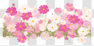 Cosmos Flowers Border - Beautiful Pink Flowers In Bloom Transparent PNG