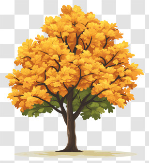 Yellow Maple Tree - Golden Autumn Tree Illustration Transparent PNG