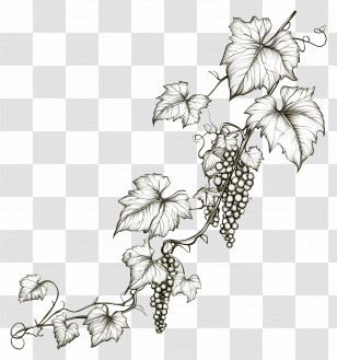 Vines Line Art - Grapevine Sketch Illustration Transparent PNG