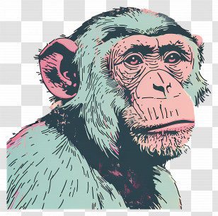 Monkey - Chimpanzee Illustration Transparent PNG
