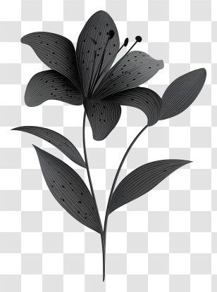 Wild Flower Silhouette - Black Lily Flower Illustration Transparent PNG