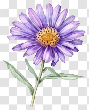 Aster Flower - Purple Daisy With Stem And Leaves Illustration Transparent PNG