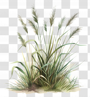 Karl Foerster Grass - Realistic Grass Plant Illustration Transparent PNG