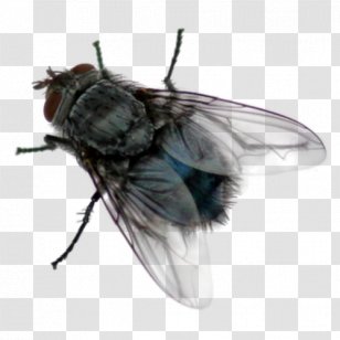 Insect Stable Fly House Tachinidae Drosophila Melanogaster - Blowflies - Membranewinged Pest Transparent PNG