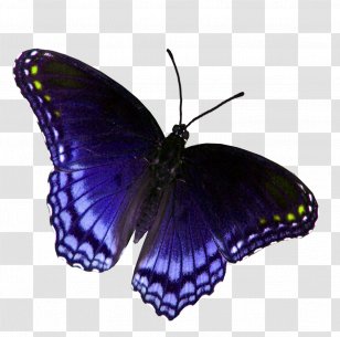 Monarch Butterfly Pieridae Insect Brush-footed Butterflies - Swallowtails Transparent PNG