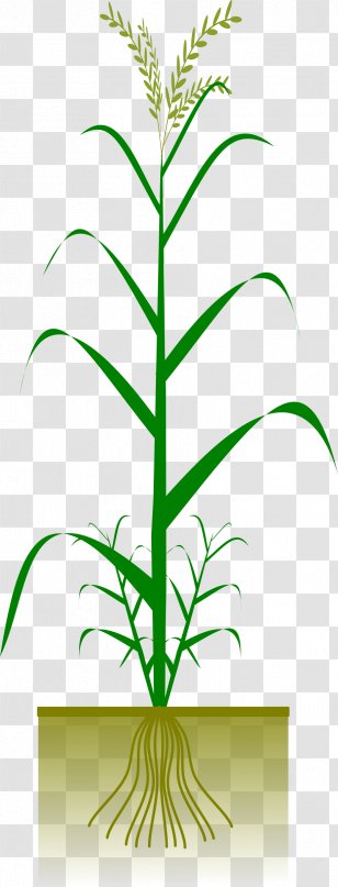 Maize Plant Crop Cereal Clip Art - Tree - Rice Transparent PNG