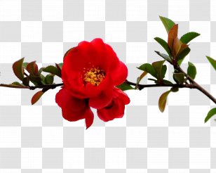 Pomegranate Flower Tree Red Branch - Floristry - Branches Transparent PNG
