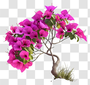 Bougainvillea - Pink Flowering Bonsai Tree Illustration Transparent PNG