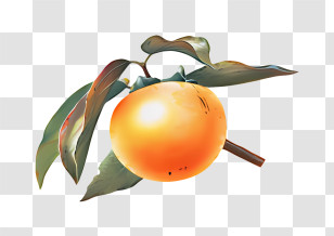 Fruit - Juicy Orange Fruit On A Branch Illustration Transparent PNG
