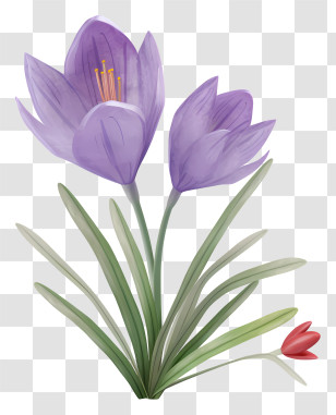 Crocus Flowers - Purple Crocus Flowers With Red Bud Transparent PNG