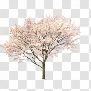 Tree - Grey - Window Transparent PNG