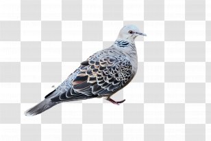 Bird Stock Dove Rock Pigeons And Doves Beak - Watercolor Transparent PNG
