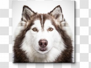 Siberian Husky Puppy Shiba Inu Akita - Sakhalin Transparent PNG