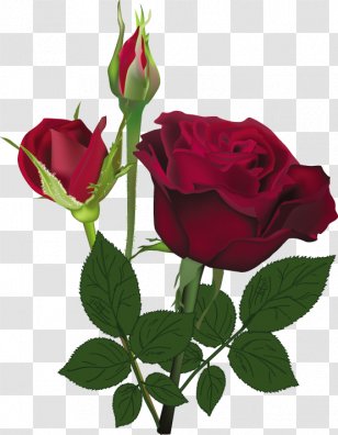Rose Flower Red White - Seed Plant Transparent PNG