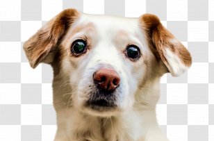 Border Collie Puppy Pet Sitting - Dog - Face Transparent PNG