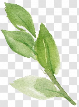 Leaf File Format Download Vector Graphics - Mock Orange Transparent PNG